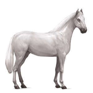cavalo de passeio puro sangue inglês castanho escuro