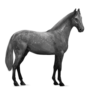 cavalo de passeio puro sangue lusitano ruço pigarço