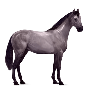 cavalo de passeio puro sangue lusitano castanho