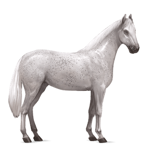 cavalo de passeio gypsy vanner tobiano palomino