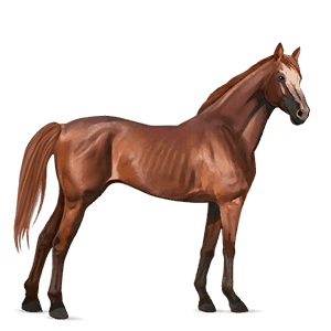 cavalo de passeio puro sangue lusitano baio
