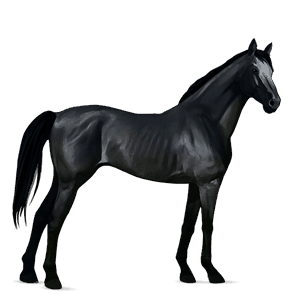 cavalo de passeio puro sangue inglês preto