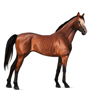 cavalo de passeio puro sangue inglês castanho cereja