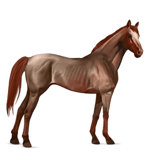 cavalo de passeio puro sangue inglês ruão-rosilho