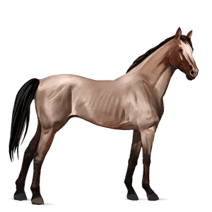 cavalo de passeio puro sangue inglês castanho escuro