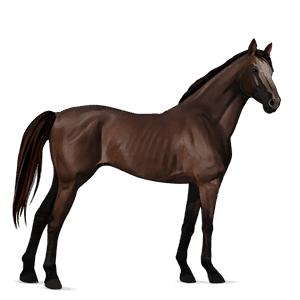 cavalo de passeio puro sangue inglês lazão