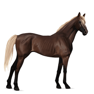 cavalo de passeio puro sangue inglês preto