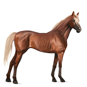 cavalo de passeio puro sangue lusitano preto