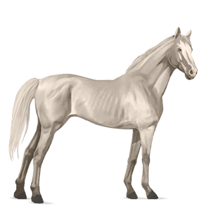 cavalo de passeio puro sangue inglês isabel