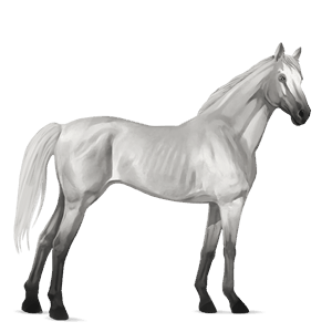 cavalo de passeio puro sangue lusitano ruço pigarço