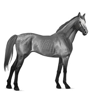 cavalo de passeio puro sangue inglês ruço pigarço