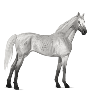cavalo de passeio puro sangue inglês castanho cereja