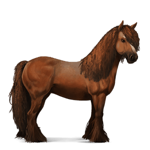 cavalo de passeio shagya Árabe ruço pigarço