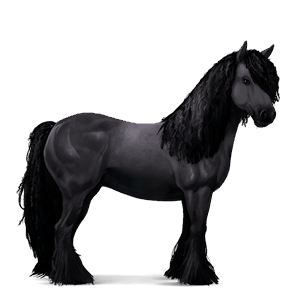 cavalo de passeio puro sangue lusitano preto