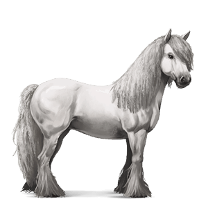 cavalo de passeio gypsy vanner tobiano pardo rato