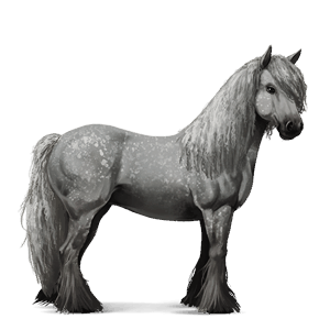 cavalo de passeio puro sangue lusitano preto