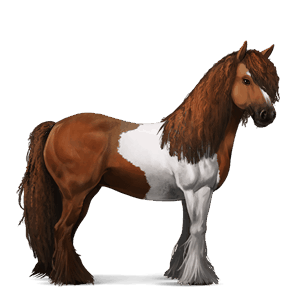 cavalo de passeio gypsy vanner tobiano lazão