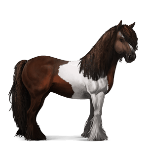 cavalo de passeio gypsy vanner tobiano castanho escuro