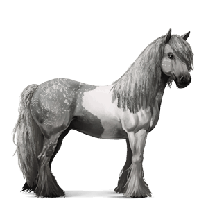 cavalo de passeio puro sangue lusitano castanho