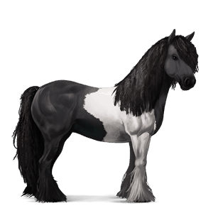 cavalo de passeio gypsy vanner tobiano com manchas pretas