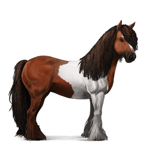 cavalo de passeio puro sangue lusitano castanho escuro