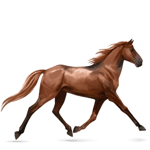cavalo de passeio trotador francês lazão escuro