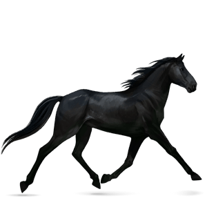 cavalo de passeio appaloosa manta com pintas alazão