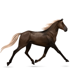 cavalo de passeio paint horse tobiano baio