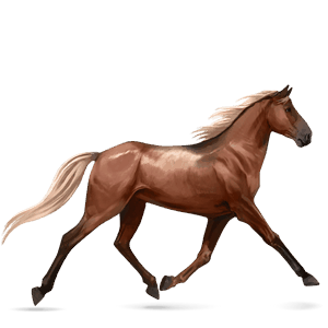 cavalo de passeio marwari castanho escuro
