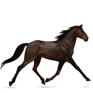 cavalo de passeio puro sangue lusitano castanho