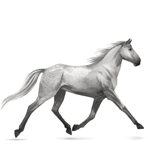 cavalo de passeio puro sangue lusitano castanho escuro