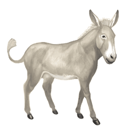 burro burro normal branco