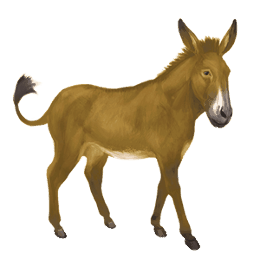 burro burro normal castanho