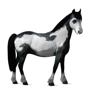 pónei haflinger lazão crinalvo 