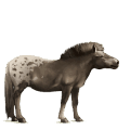 pónei shetland castanho escuro