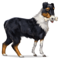 cavalo selvagem pastor-australiano
