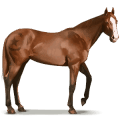 cavalo selvagem cavalo de shackleford