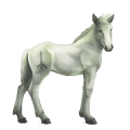 cavalo divino grani  9