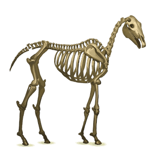 pégaso de passeio esqueleto