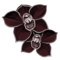 orquídea preta
